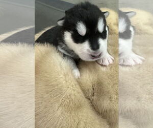 Siberian Husky Dogs for adoption in Cumming, GA, USA