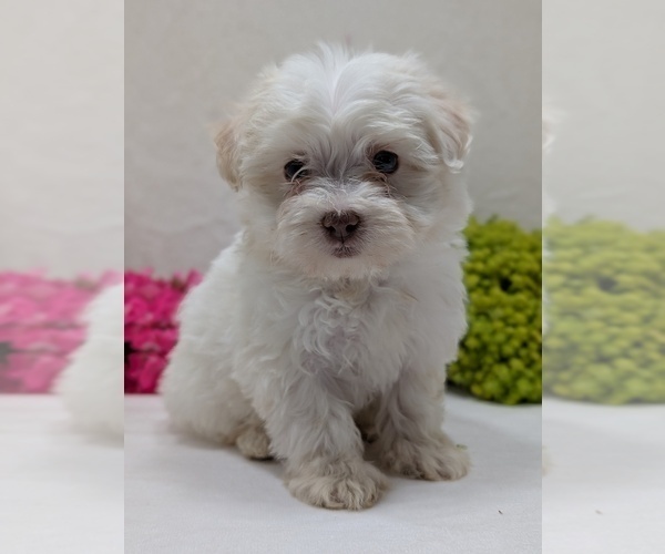 Medium Photo #10 Havanese Puppy For Sale in GOSHEN, IN, USA