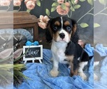 Small #2 Cavalier King Charles Spaniel