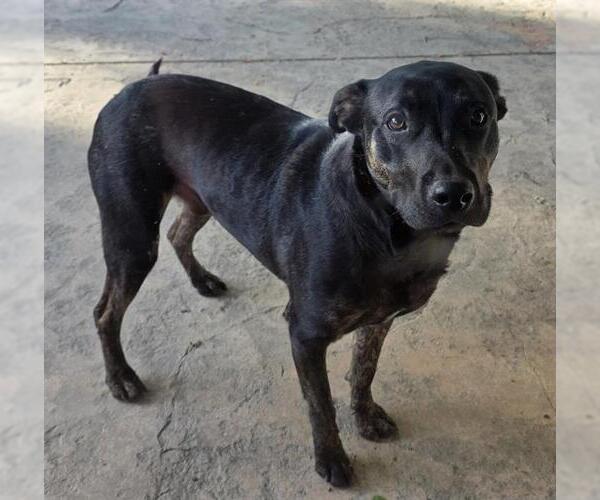 Medium Photo #1 German Shorthaired Lab Puppy For Sale in Camarillo, CA, USA