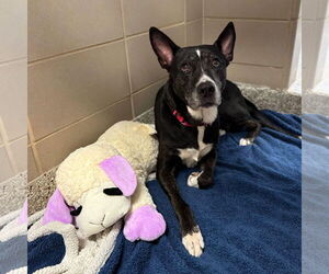 Mutt Dogs for adoption in Shelburne, VT, USA