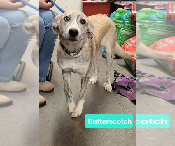 Medium Photo #1 Siberian Husky-Unknown Mix Puppy For Sale in Richmond, IN, USA