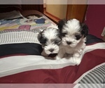 Small Photo #1 Morkie Puppy For Sale in CHICAGO, IL, USA