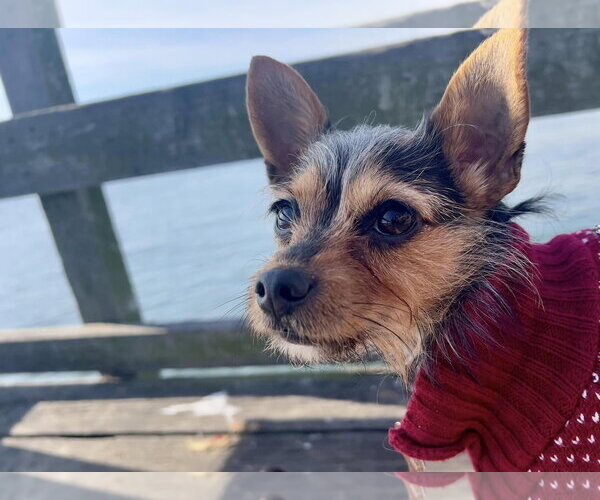 Medium Photo #3 Mutt Puppy For Sale in Arlington, VA, USA