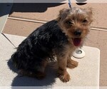 Small Photo #5 Yorkshire Terrier Puppy For Sale in CORRALES, NM, USA
