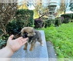 Small Photo #54 Pomeranian Puppy For Sale in HAYWARD, CA, USA