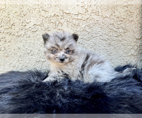 Medium Photo #90 Pomeranian Puppy For Sale in HAYWARD, CA, USA