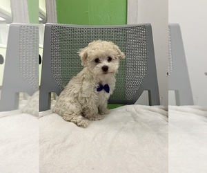 Havanese Puppy for sale in RANDOLPH, MA, USA