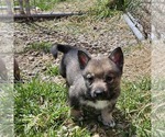 Small #2 Swedish Vallhund