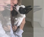 Small #13 Chihuahua Mix