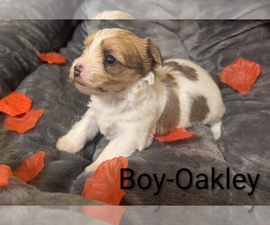 Medium Morkie