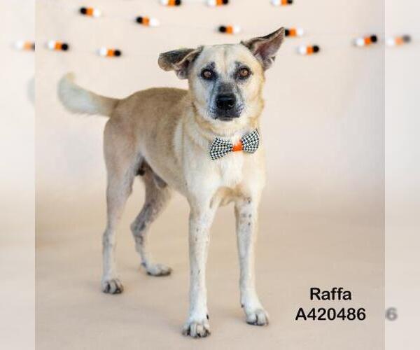 Medium Photo #2 Mutt Puppy For Sale in Conroe, TX, USA