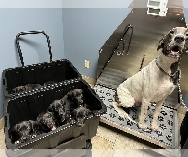 Medium Photo #10 Great Dane Puppy For Sale in SPRINGFIELD, OH, USA