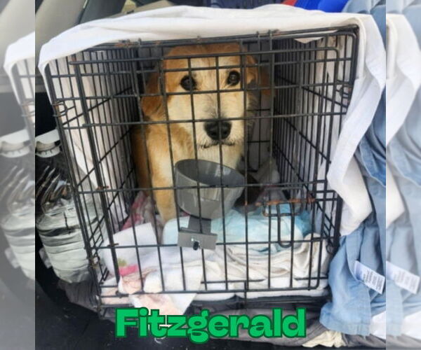 Medium Photo #10 Dachshund-Labrador Retriever Mix Puppy For Sale in San Antonio, TX, USA