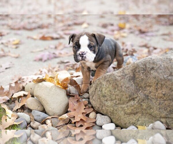 Medium Photo #2 English Bulldog-Olde English Bulldogge Mix Puppy For Sale in WOOSTER, OH, USA