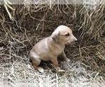 Puppy 0 Australian Cattle Dog-Labrador Retriever Mix