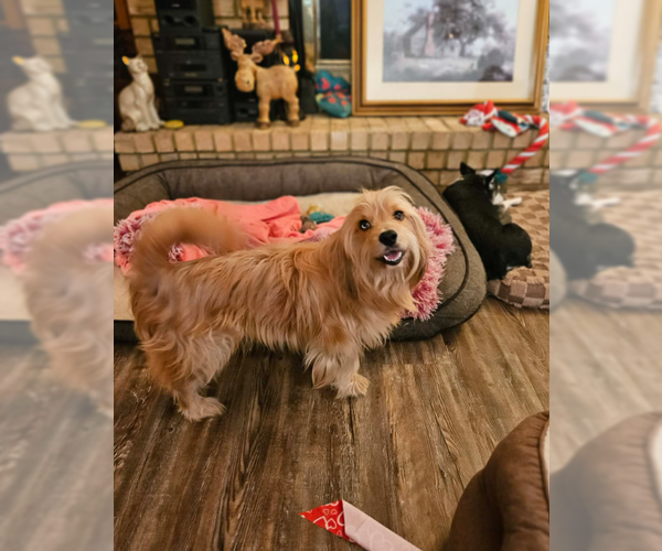 Medium Photo #1 Havanese-Unknown Mix Puppy For Sale in Cranston, RI, USA