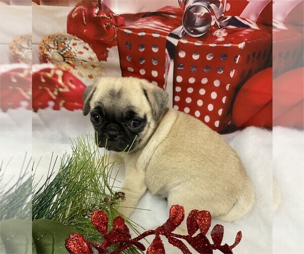 Medium Photo #1 Pug Puppy For Sale in PEMBROKE PINES, FL, USA