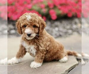 Goldendoodle (Miniature) Puppy for sale in GORDONVILLE, PA, USA
