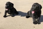 Small Photo #2 Labrador Retriever Puppy For Sale in MORENO VALLEY, CA, USA
