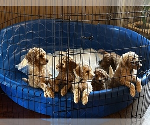 F2 Aussiedoodle Puppy for sale in SAN TAN VALLEY, AZ, USA