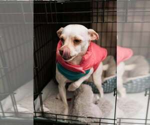 June - Female Chihuahua-Unknown Mix Dog for Adoption - Photo #2