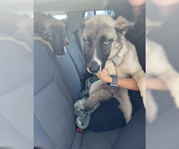 Medium Photo #1 Siberian Husky-Unknown Mix Puppy For Sale in Stockton, CA, USA