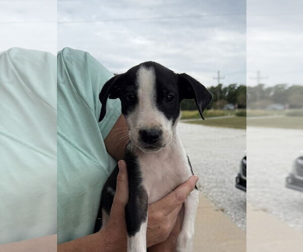 Medium Photo #10 American Pit Bull Terrier-Unknown Mix Puppy For Sale in Bolivar, MO, USA