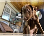 Small Photo #8 Labrador Retriever Puppy For Sale in ALEXANDRIA, VA, USA
