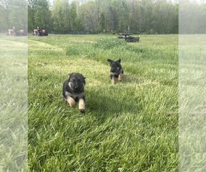 German Shepherd Dog Puppy for Sale in SUMPTER TWP, Michigan USA