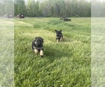 Image preview for Ad Listing. Nickname: Litter of 2