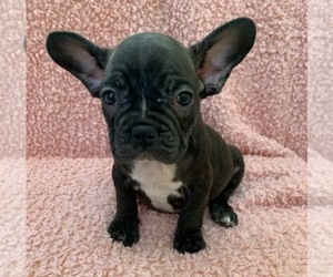 French Bulldog Puppy for sale in JOHNS ISLAND, SC, USA