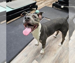 Gayle - Female Mutt Dog for Adoption - Photo #2
