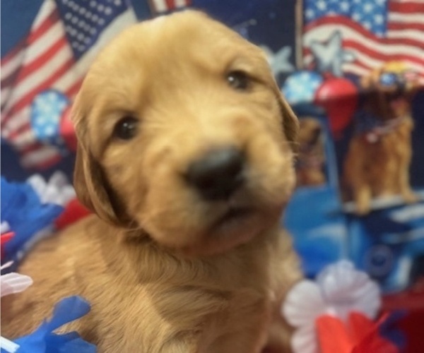 Medium Photo #12 Golden Retriever Puppy For Sale in AUMSVILLE, OR, USA