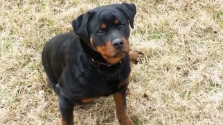 Rottweiler Puppy for sale in PENDLETON, KY, USA