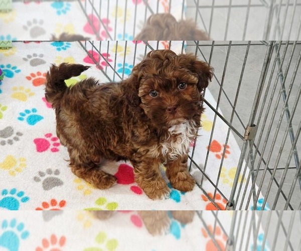 Medium Photo #10 ShihPoo Puppy For Sale in ORO VALLEY, AZ, USA