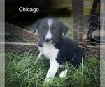 Small Photo #7 Border Collie Puppy For Sale in MYERSTOWN, PA, USA
