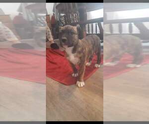 Bull-Boxer-Bulloxer Mix Puppy for Sale in GREENWOOD, Delaware USA