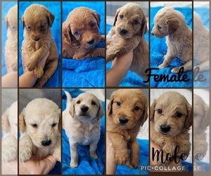 Goldendoodle (Miniature) Puppy for sale in MIAMI SHORES, FL, USA