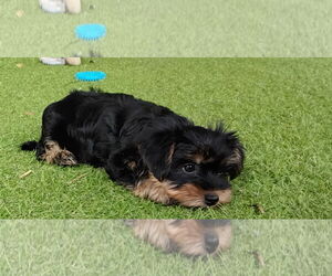 Mutt Dogs for adoption in Spring, TX, USA