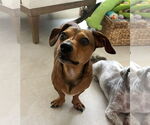 Small #4 Dachshund