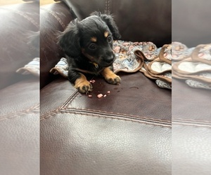 Chiweenie Puppy for sale in ROANOKE, VA, USA