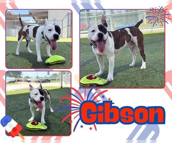 Medium Photo #2 Staffordshire Bull Terrier-Unknown Mix Puppy For Sale in Pearland, TX, USA