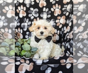 Maltipoo Puppy for sale in KIRKWOOD, PA, USA