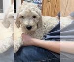 Small Photo #1 Goldendoodle Puppy For Sale in EDINA, MO, USA