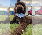 Small #1 Labradoodle