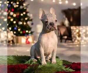 French Bulldog Puppy for sale in LAKE MARY, FL, USA