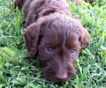 Small Photo #3 Labradoodle Puppy For Sale in STOCKTON, MD, USA