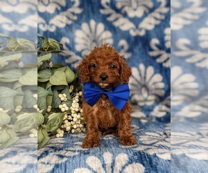 Cock-A-Poo Puppy for sale in KIRKWOOD, PA, USA