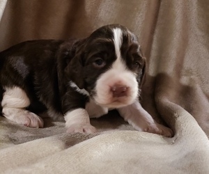 English Springer Spaniel Puppy for sale in GORMAN, CA, USA